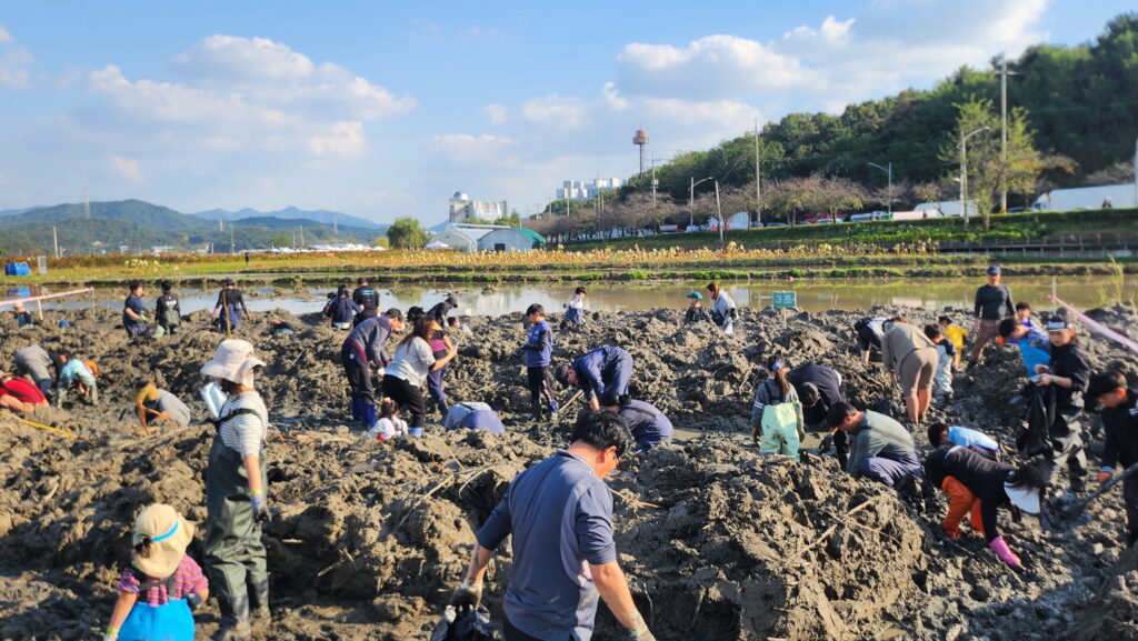 자연 속에서 배우고 즐긴 하루, ‘연근캐기 체험행사’ 성료