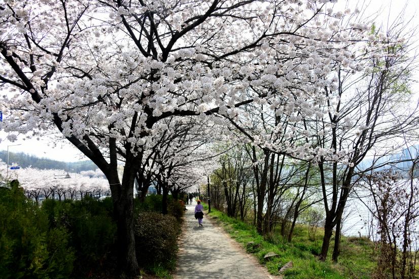 시흥시, ‘물왕호수 벚꽃길 걷기’ 행사 개최