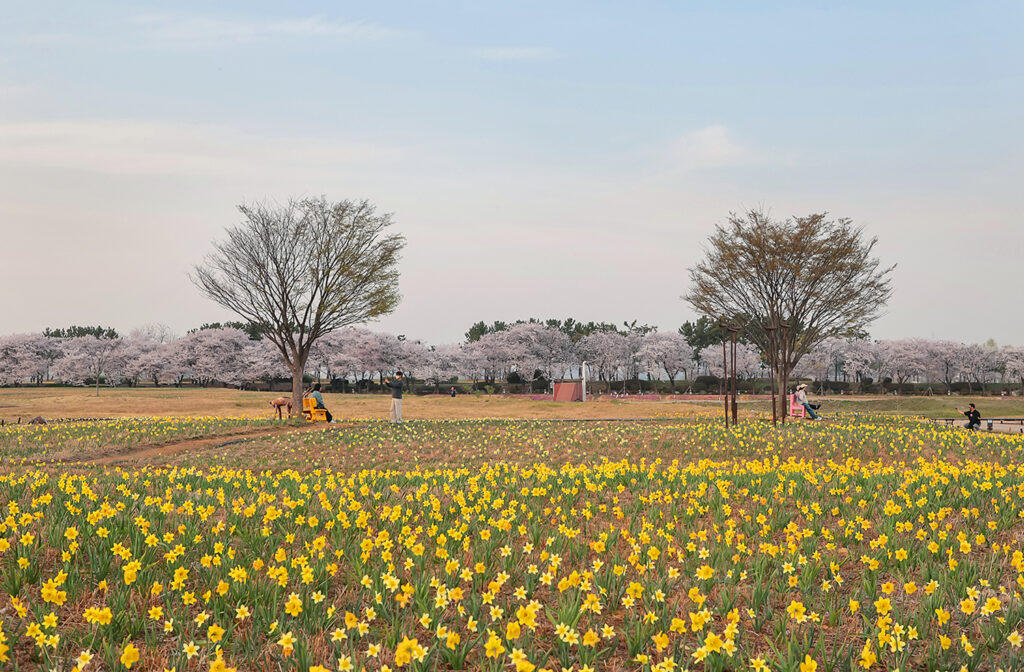 만개한 벚꽃 향기에 봄의 왈츠… 시흥 갯골생태공원, 봄 절정의 풍경 선사