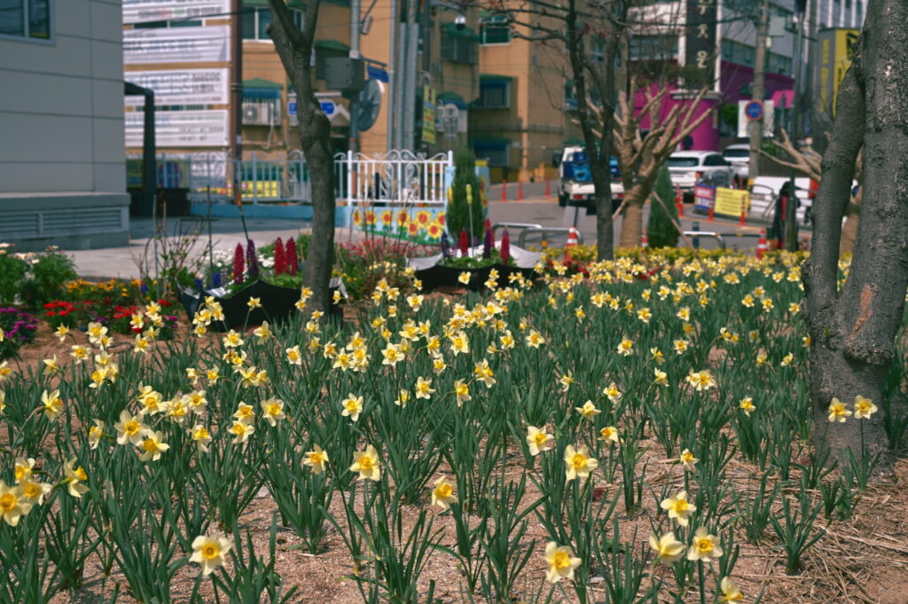 봄꽃으로 물든 신현동·정왕본동, 돌봄까지 더한 ‘살기 좋은 마을’ 만든다