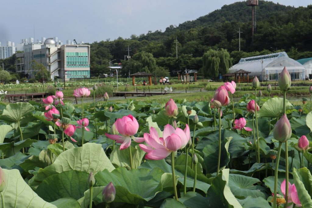 시흥 연꽃테마파크, 여름 연꽃 물결…7~8월 절정