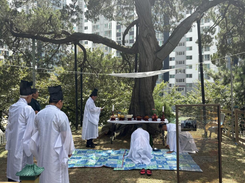 하중동 관곡마을, 1천년 향나무 앞에서 마을 안녕 기원